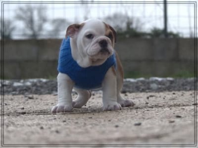 Les chiots de Bulldog Anglais