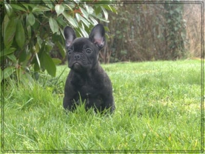 Les chiots de Bouledogue français