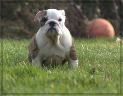 Les chiots de Bulldog Anglais