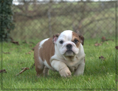 Les chiots de Bulldog Anglais