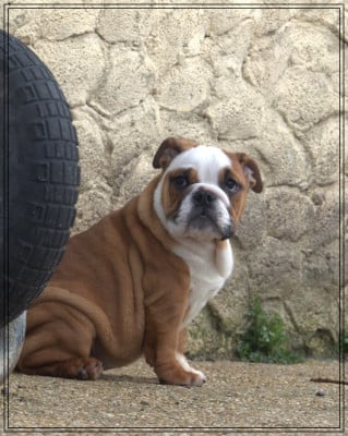 Les chiots de Bulldog Anglais