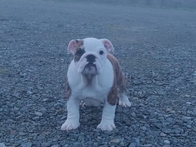Les chiots de Bulldog Anglais
