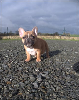 Les chiots de Bouledogue français