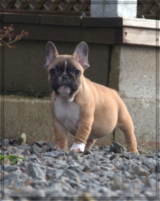 Les chiots de Bouledogue français
