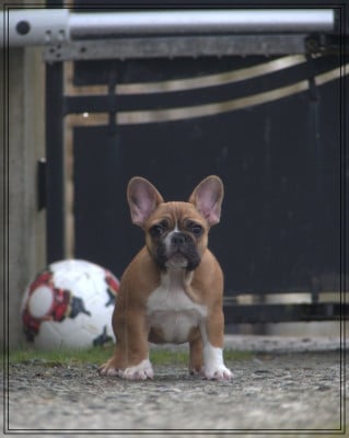 Les chiots de Bouledogue français