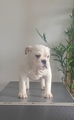 Les chiots de Bulldog Anglais