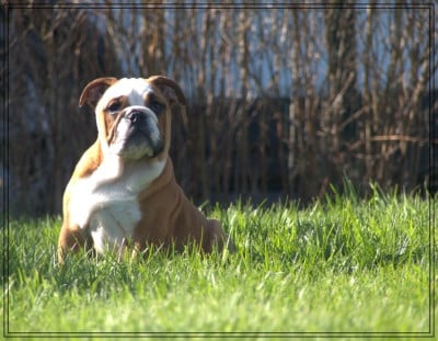 Les chiots de Bulldog Anglais