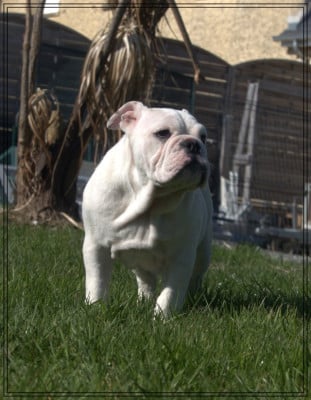 Les chiots de Bulldog Anglais