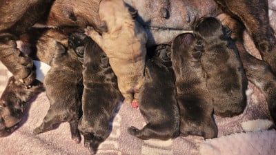 Chiot N°2 - Bouledogue français