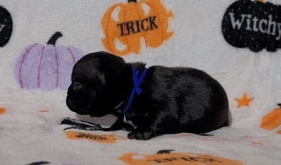 Les chiots de Bouledogue français