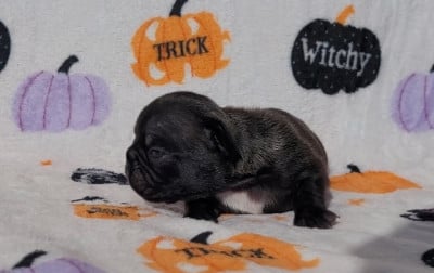 Les chiots de Bouledogue français
