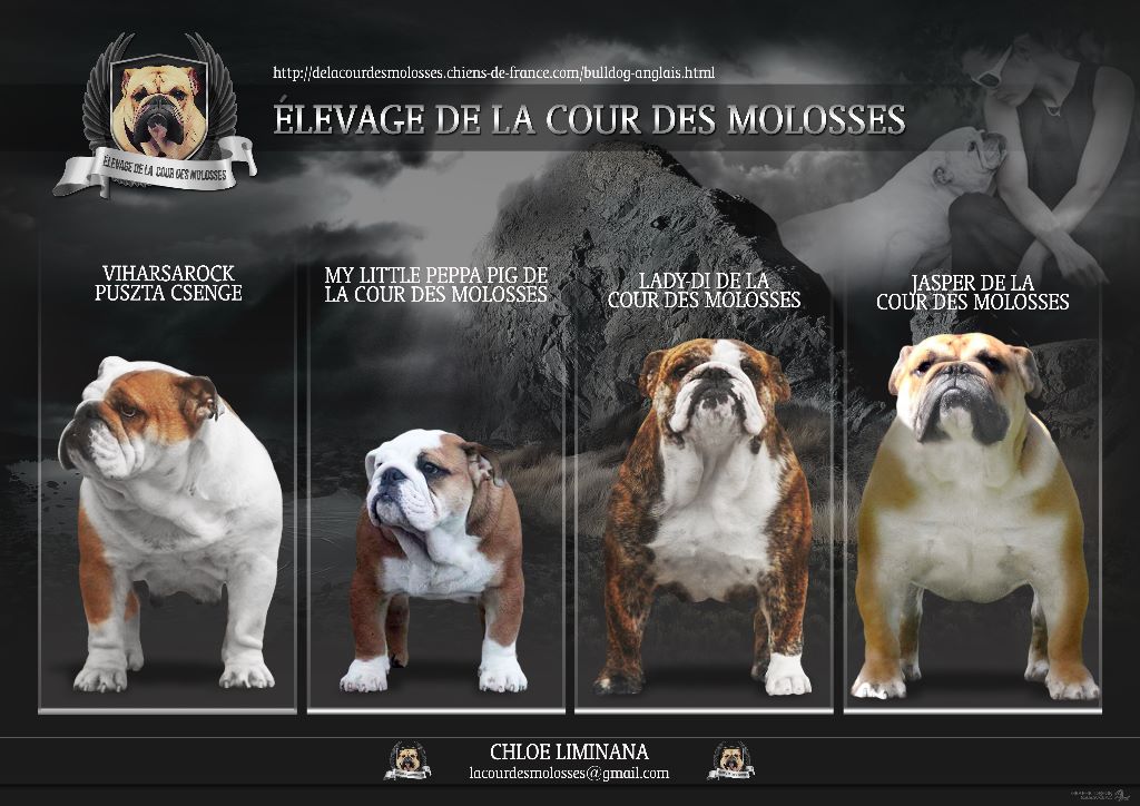 Accueil Elevage Chloé Liminana Eleveur De Chiens Bulldog