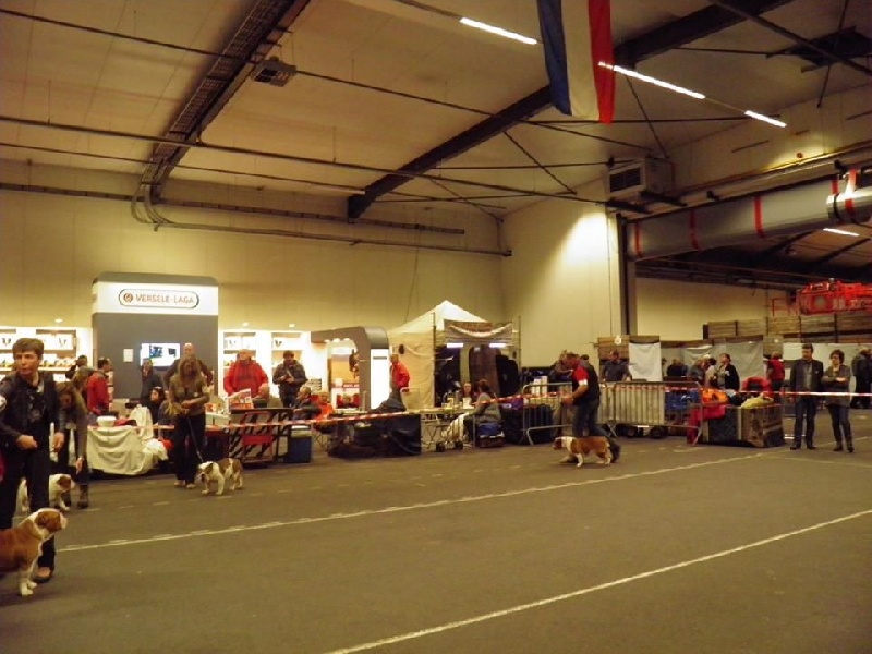 Molly my lucky star Eden bulls - 3ème Excellent classe intermédiaire Femelle