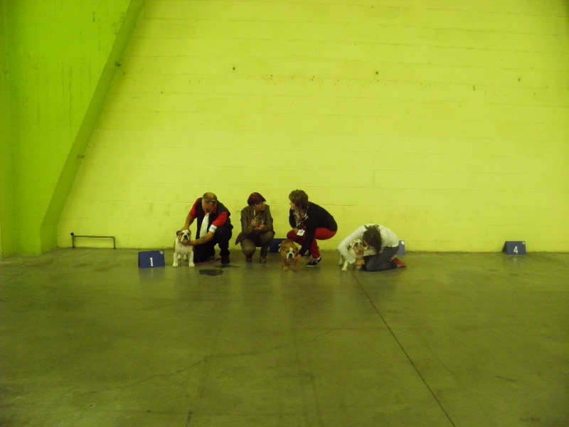 Molly my lucky star Eden bulls - 1er T.P Class Baby + Best Baby