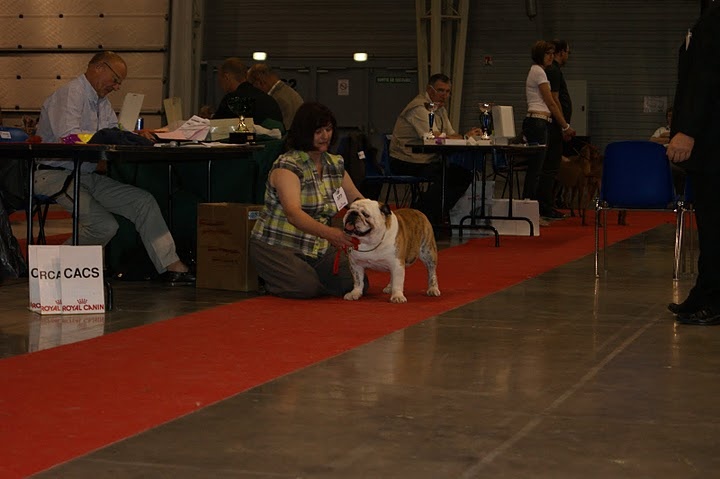 Harlem Bullscker - 3eme Excellent (Classe Open Male)