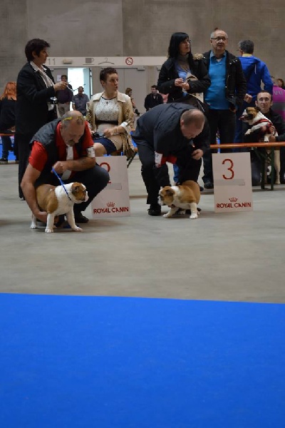 Molly my lucky star Eden bulls - 2ème T.P Class Baby