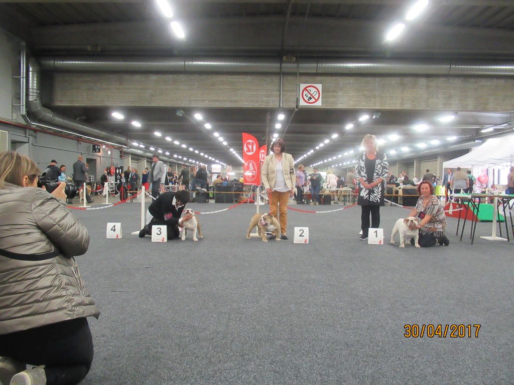 Mr cocktail des Bulls De New Church - 2ème T.P. .. classe baby mâle ..