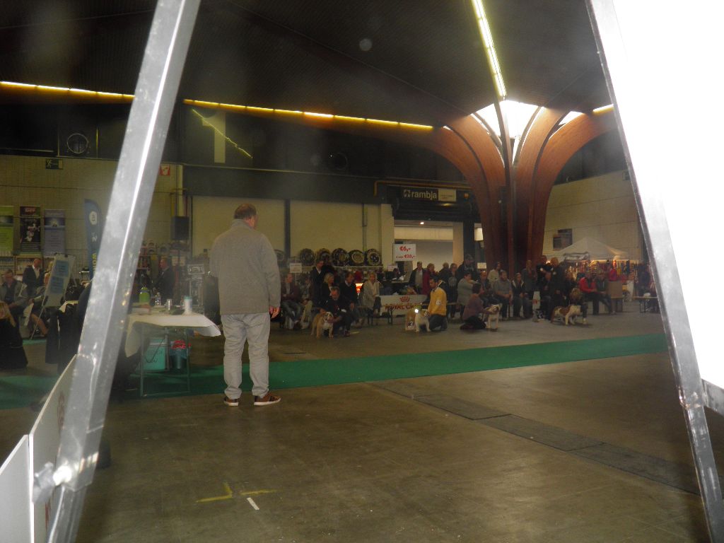 Mr cocktail des Bulls De New Church - 3ème T.B. classe jeune mâle + Certificat de conformité au standard de