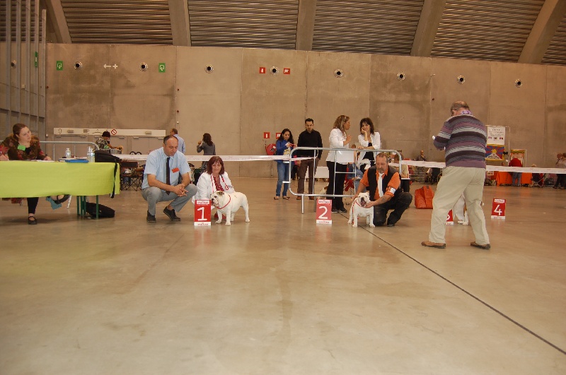 Kamelia Eden bulls - 2eme T.P (classe Puppy )