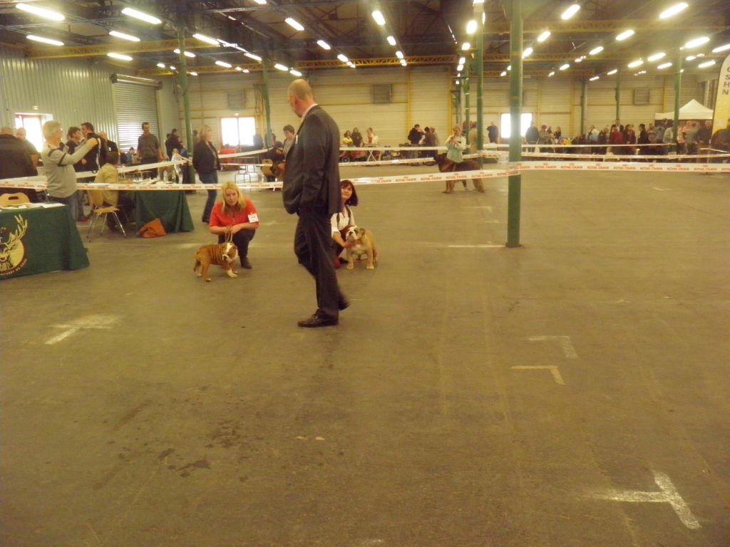 Mr cocktail des Bulls De New Church - 1er T.P. .. classe baby mâle .. Best Baby ..