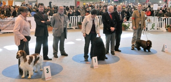 Canna Des terres froides - 3ième prix