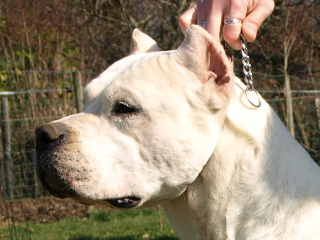 Publication : Angel del Ronda Casa Auteur : Baggieri Benjamin