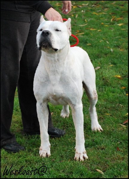 Publication : Angel del Ronda Casa Auteur : Baggieri Benjamin