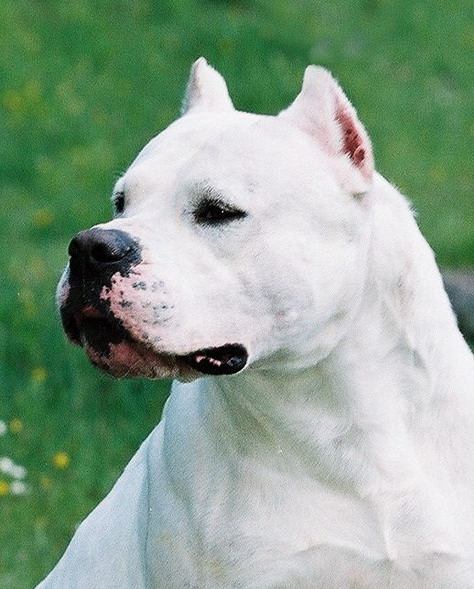 Publication : Angel del Ronda Casa Auteur : Baggieri Benjamin