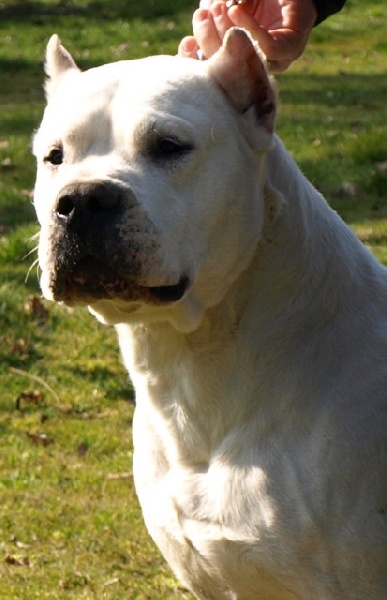 Publication : Angel del Ronda Casa Auteur : Baggieri Benjamin