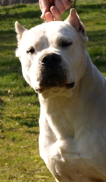 Publication : Angel del Ronda Casa Auteur : Baggieri Benjamin