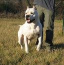 Publication : Angel del Ronda Casa Auteur : Baggieri Benjamin