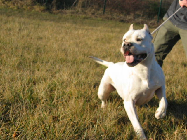 Publication : Angel del Ronda Casa Auteur : Baggieri Benjamin