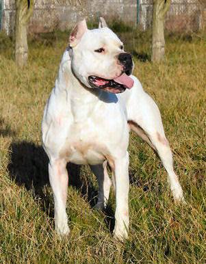 Publication : Angel del Ronda Casa Auteur : Baggieri Benjamin