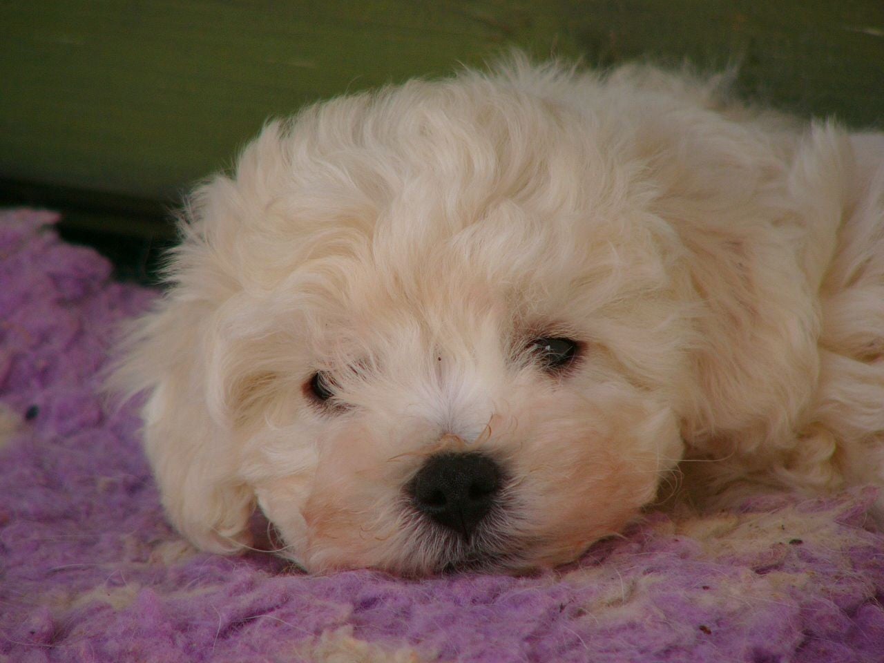 Chiot Bichon Bolonais