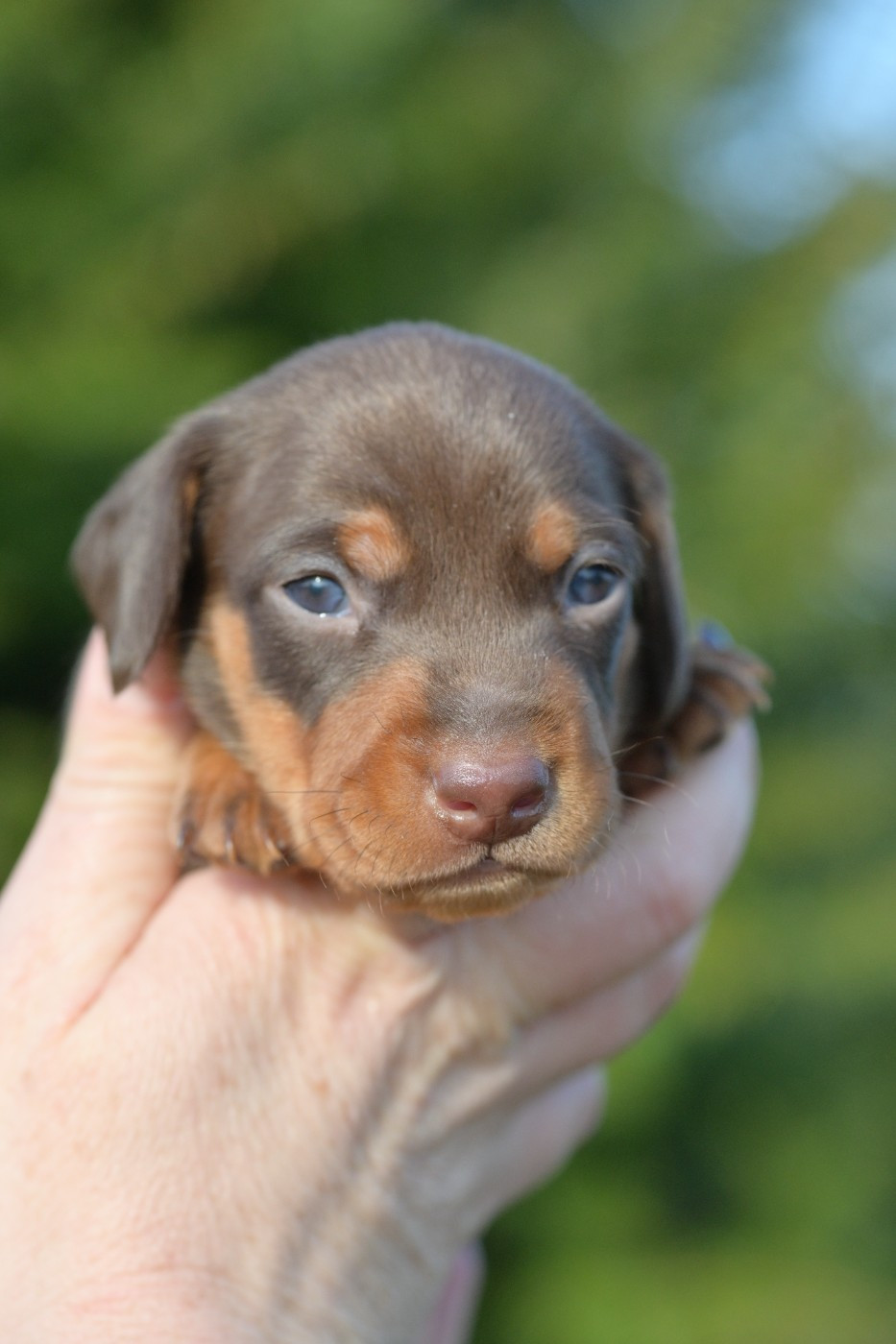 Baby boy 3 - Teckel poil ras