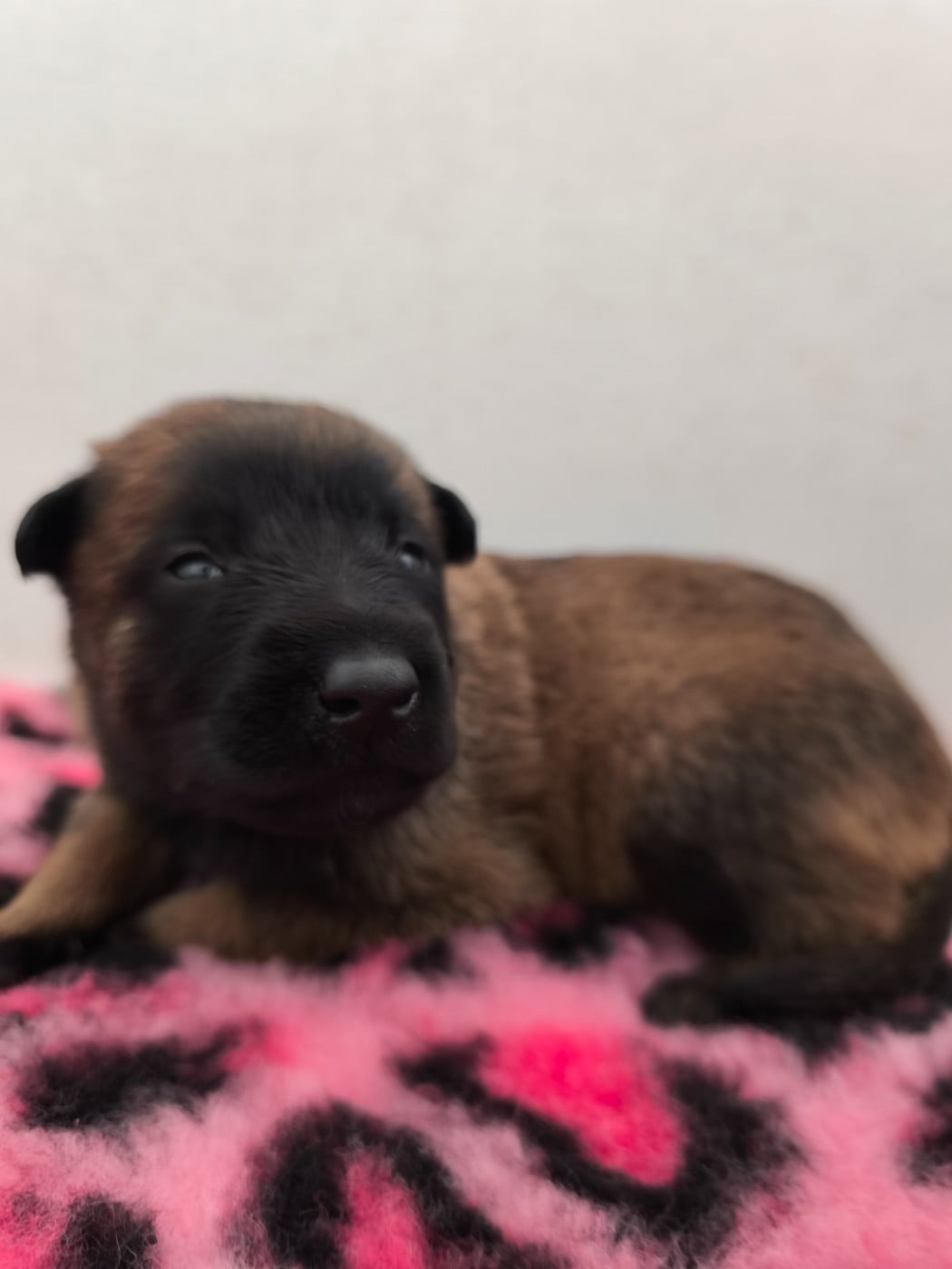 Chiot N°5 - Berger Belge