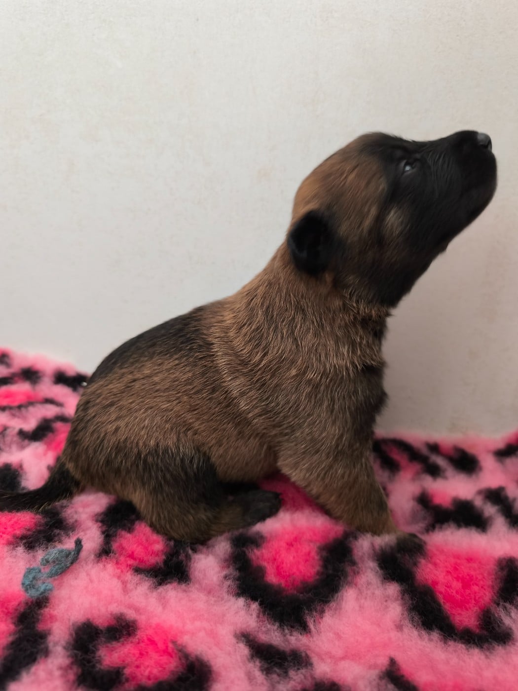 Chiot N°6 - Berger Belge