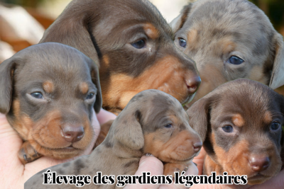 Baby boy 4 - Teckel poil ras