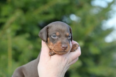 Les chiots de Teckel poil ras