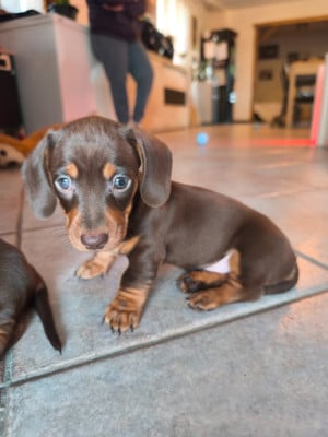 Les chiots de Teckel poil ras