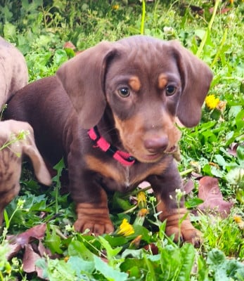 Les chiots de Teckel poil ras
