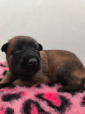 Les chiots de Berger Belge