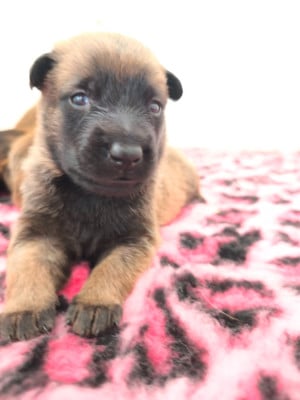 Les chiots de Berger Belge