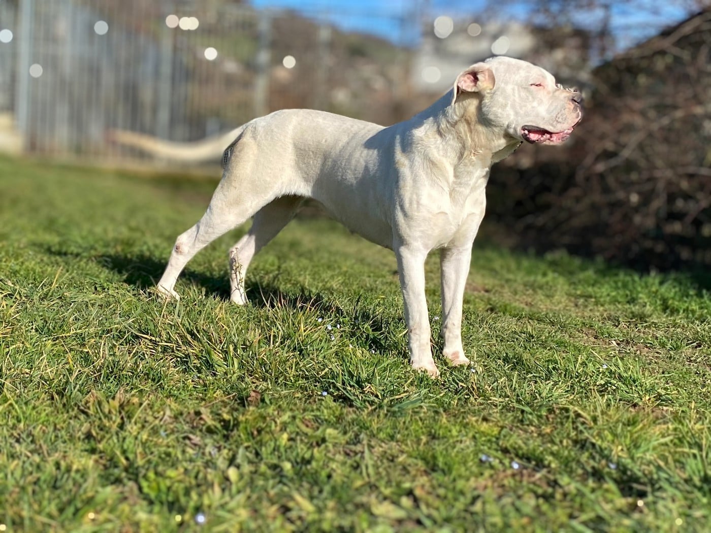 Vedette du domaine de Giulaxe