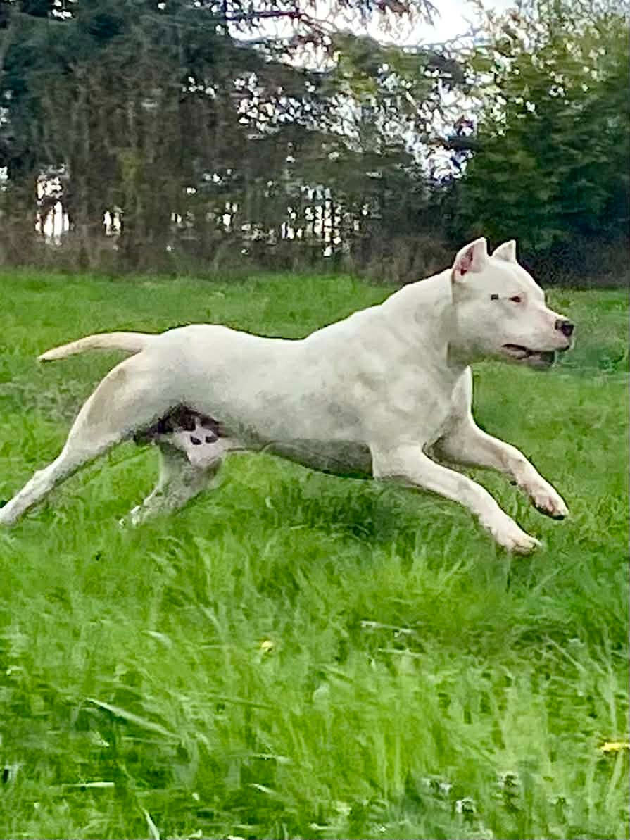 Zorro de la cocha