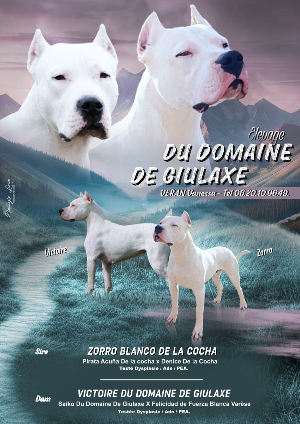 Dogo Argentino - du domaine de Giulaxe