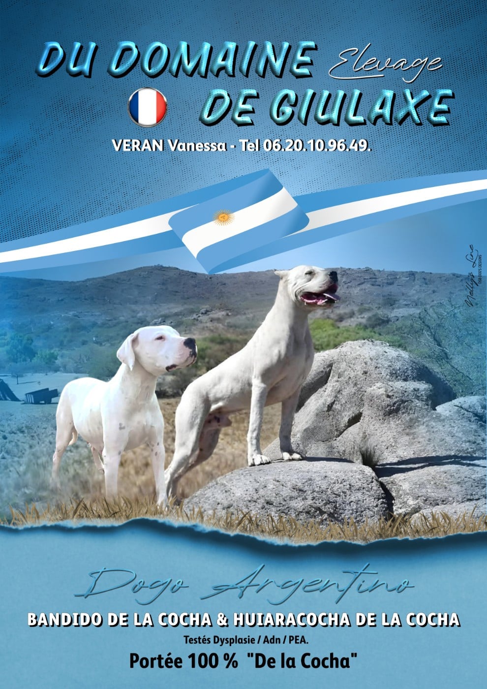 CHIOT 9 - Dogo Argentino