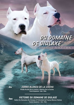 Dogo Argentino
