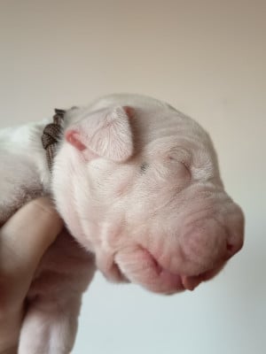 Les chiots de Dogo Argentino