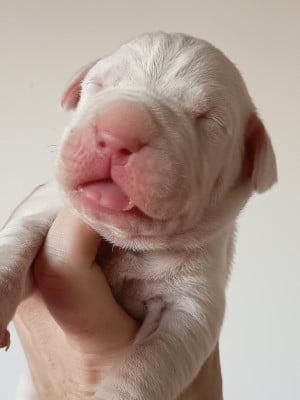 Les chiots de Dogo Argentino